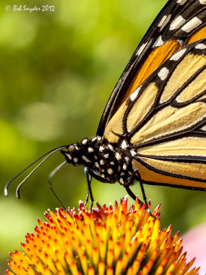 Monarch: close up; on coneflower