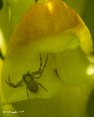 Crab Spider on Toadflax