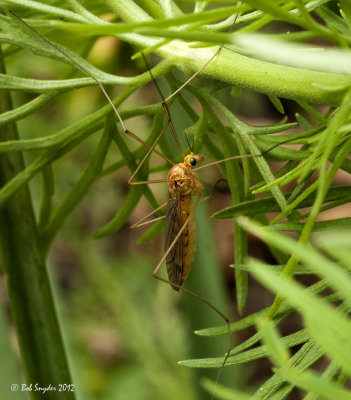  long-legged bug on dill