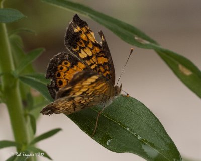 Northern Cresent (slightly battered) on golden rod leaf