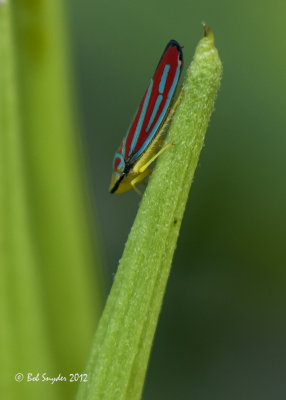 Graphocephala; a leafhopper, on swamp milkweed pod