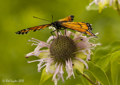 Viceroy on bee balm: Frog Pond meadow at BESP