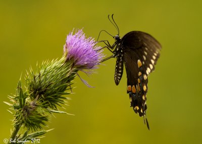 Spicebush Swallowtail on thistle at BESP