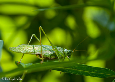 Katydid, in the deep, dark, sun-streaked jungle of the garden. 