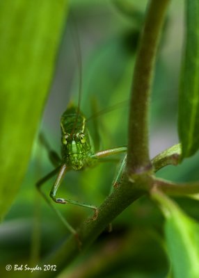 Katydid. Here's lookin' at you, kid