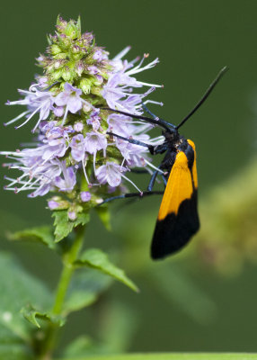 Black and Yellow Lichen moth on spearmint