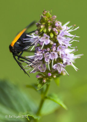 Black and Yellow Lichen Moth feeding