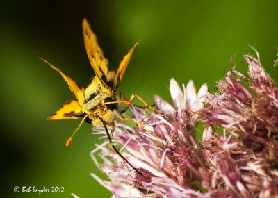 Firey Skipper: the space shuttle posture