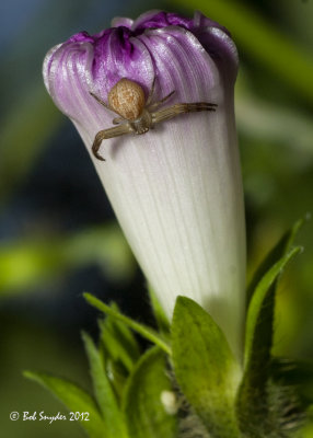 Crab Spider on morning glory