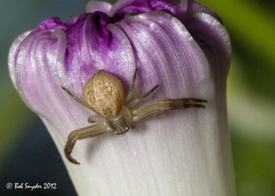 Enlargement of crab spider on morning glory