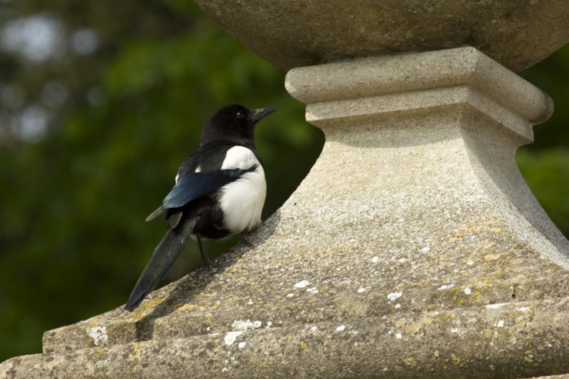 Magpie