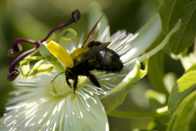 Bee at Work