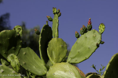 Cactus Flower Buds
