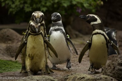 Magellanic Penguins