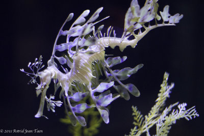 Birch Aquarium