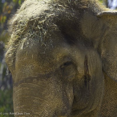 Indian Elephant