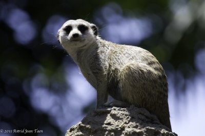 Meerkat