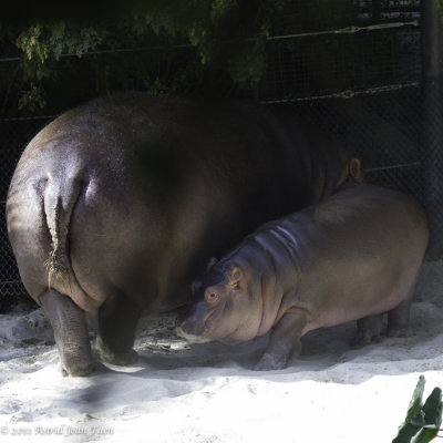 Baby Hippo & Mom
