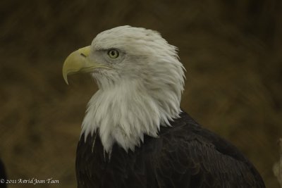 Eagles