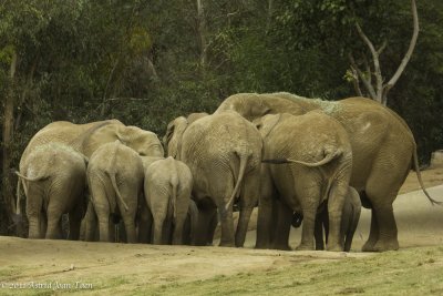 Herd of Back Ends
