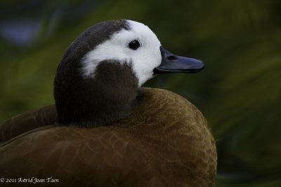 Cape or South African Shelduck
