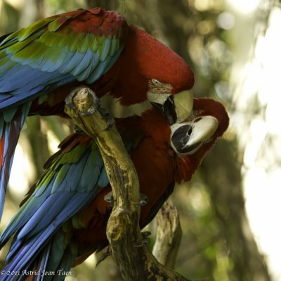 Red and Green Macaws