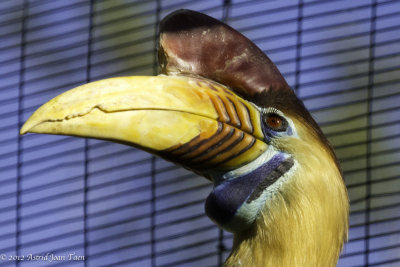 1 - Knobbed Hornbill