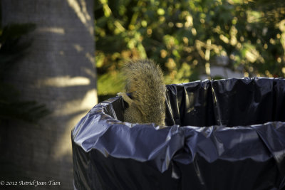 Dumpster Diving
