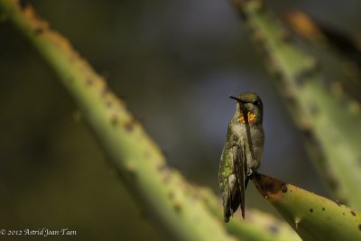 Hummingbird