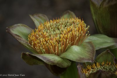 Paintbrush Lily