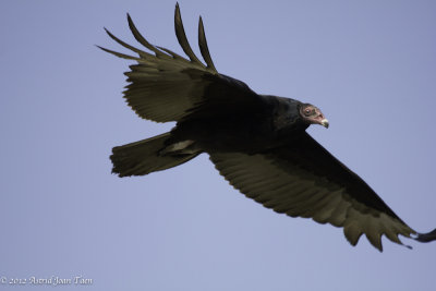 Turkey Vulture