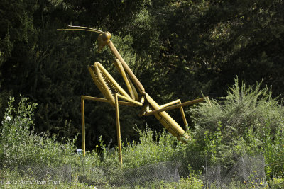 Praying Mantis
