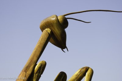 Prayer Mantis
