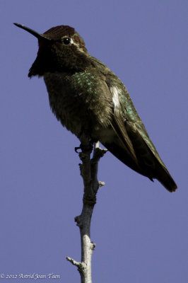 Hummingbird