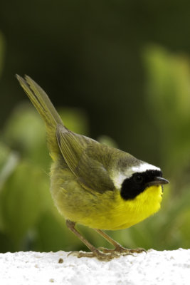 Common Yellowthroat (male)