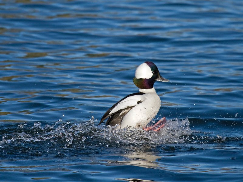 Bufflehead