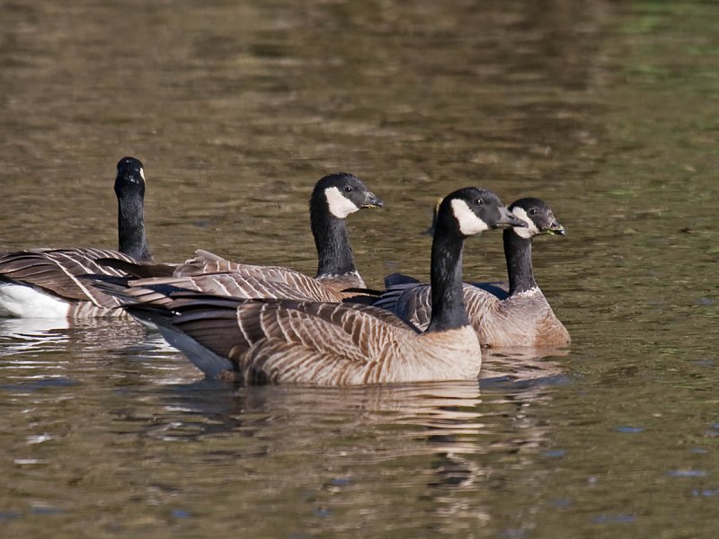 Taverners in front of Ridgways Cackling Goose