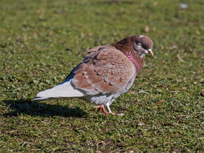Rock Pigeon