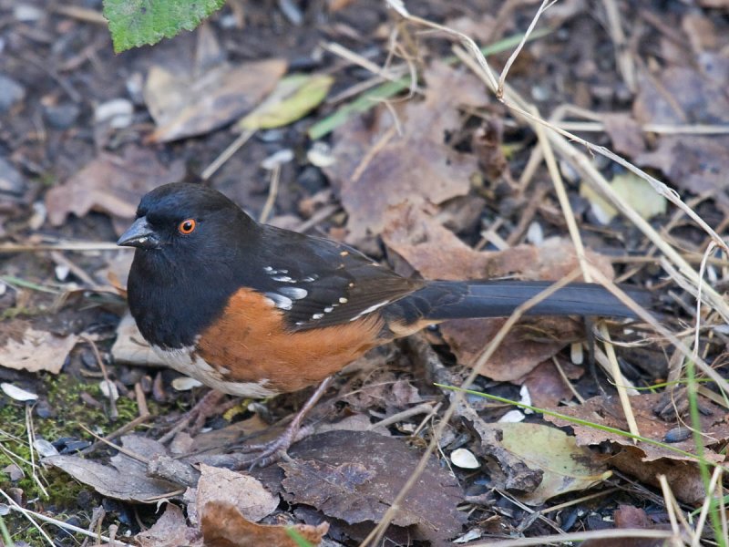 Spotted Towhee