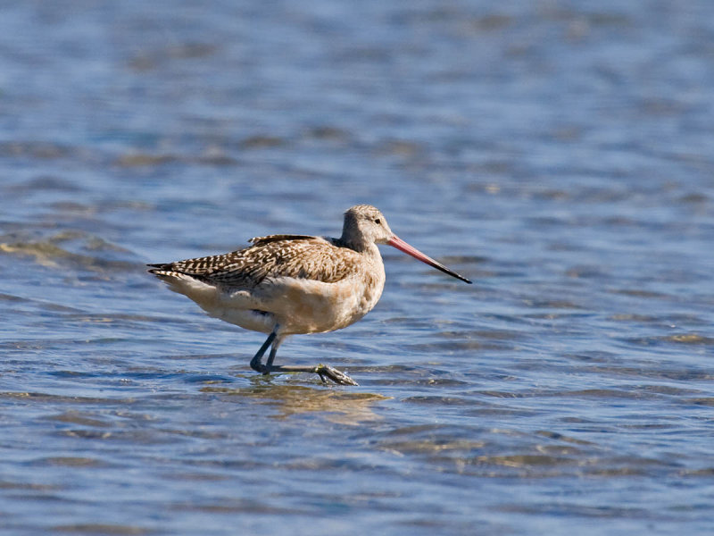 Marbled Godwit