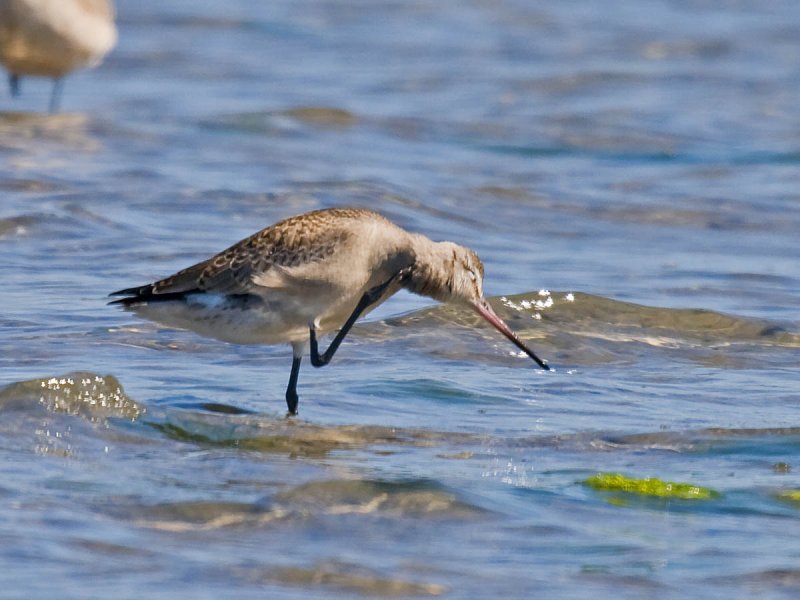 Hudsonian Godwit