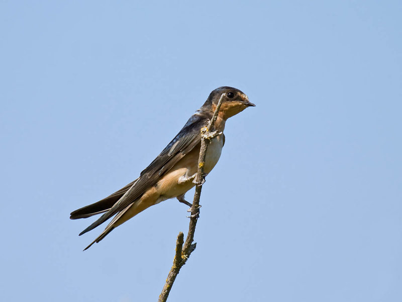 Barn Swallow