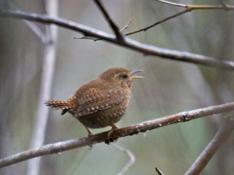 Pacific Wren