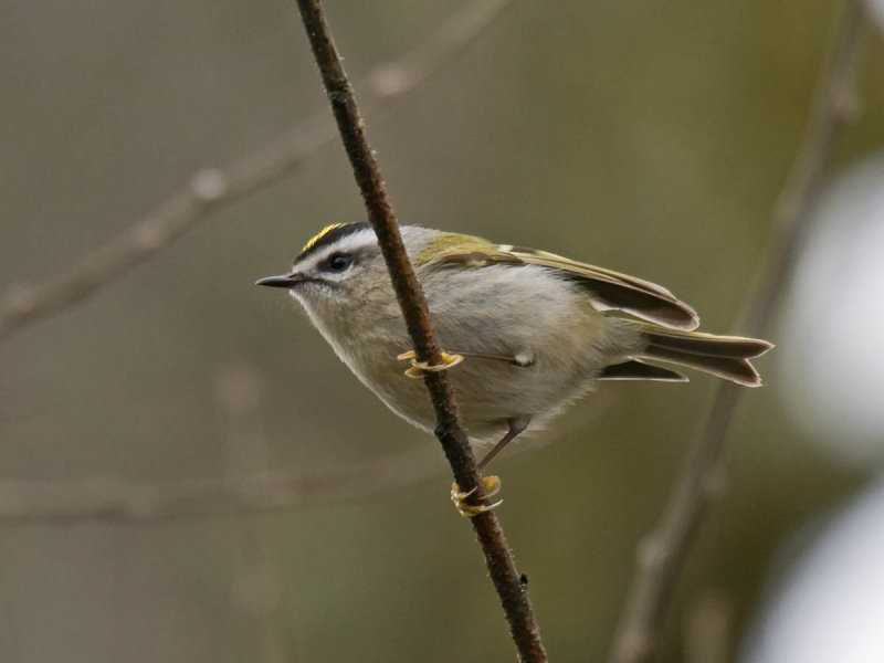 Golden-crowned Kinglet