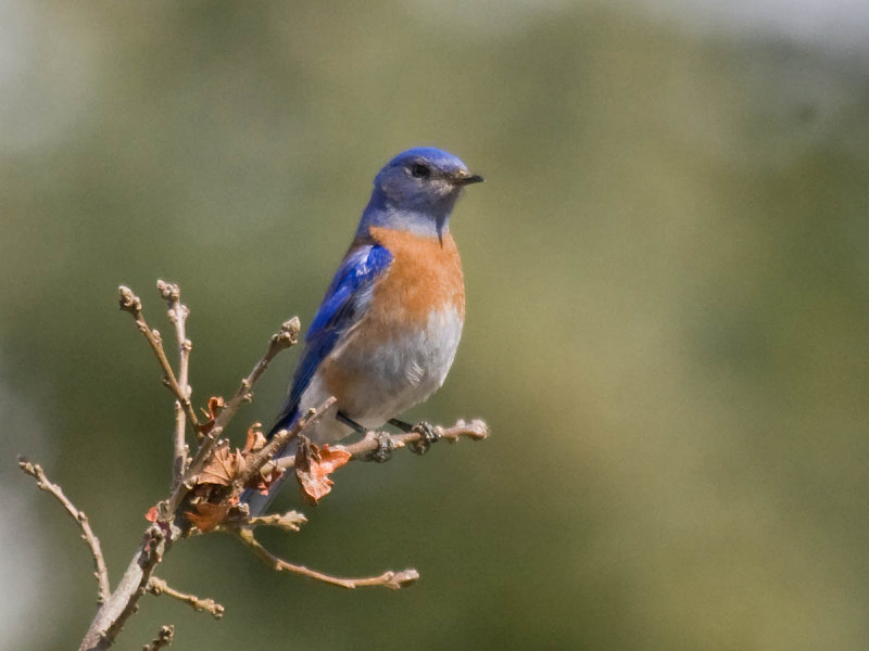 Western Bluebird