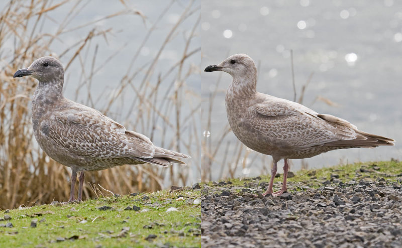 Gulls: hybrid Glaucous-winged x Western left, Thayers right
