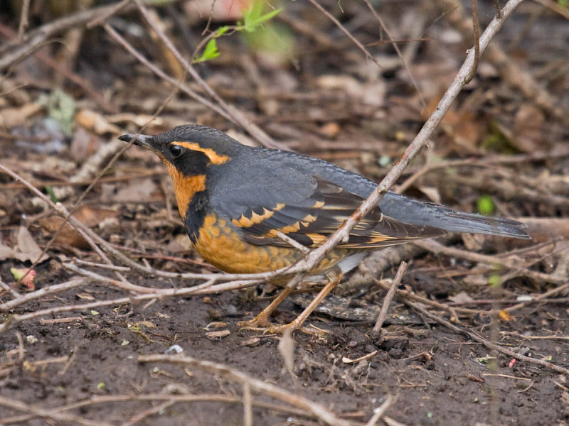 Varied Thrush