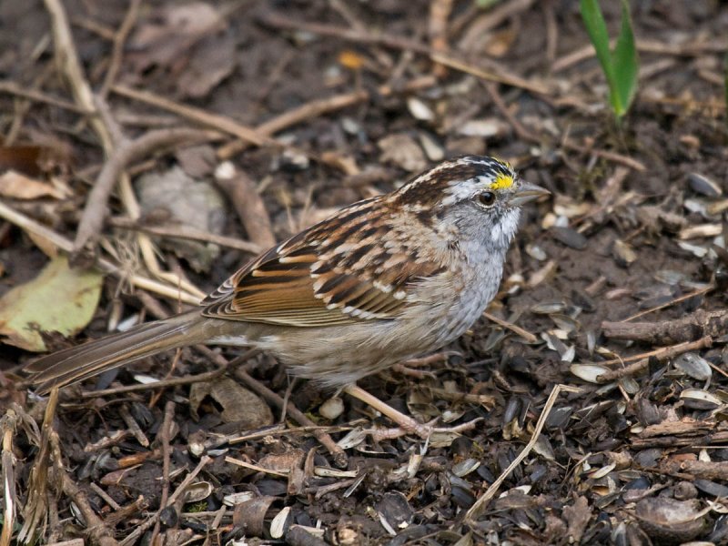 White-throated Sparrow