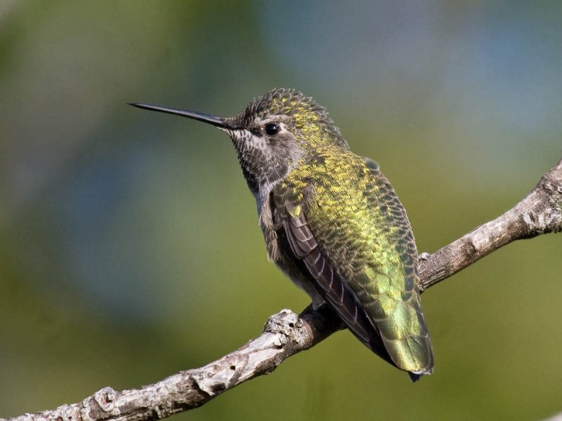 Annas Hummingbird
