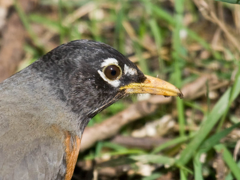 American Robin